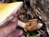 Volvariella bombycina var. flaviceps image