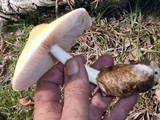 Volvariella bombycina image