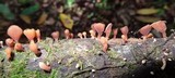 Dacryopinax elegans image