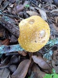 Amanita flavorubens image