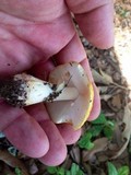 Amanita flavorubens image