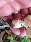 Amanita flavorubens image