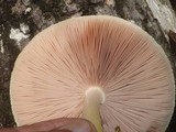 Volvariella bombycina var. flaviceps image