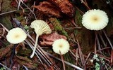 Lichenomphalia umbellifera image