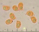 Lichenomphalia umbellifera image