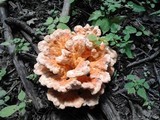 Laetiporus cincinnatus image