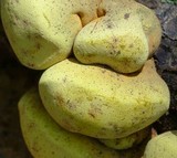 Entonaema liquescens image