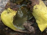 Entonaema liquescens image