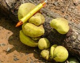 Entonaema liquescens image