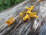 Dacryopinax spathularia image