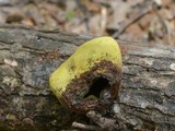 Entonaema liquescens image