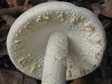 Amanita rhopalopus image