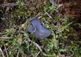 Helvella rivularis image