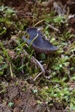 Helvella rivularis image