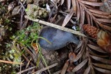 Helvella rivularis image