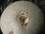 Amanita rhopalopus image