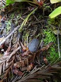 Helvella rivularis image