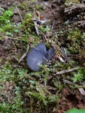 Helvella rivularis image
