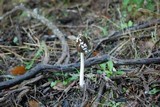 Coprinopsis picacea image