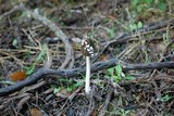 Coprinopsis picacea image