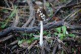 Coprinopsis picacea image