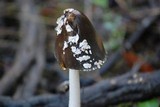 Coprinopsis picacea image