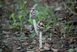Coprinopsis picacea image