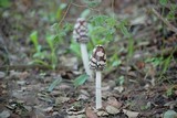 Coprinopsis picacea image