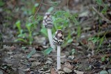 Coprinopsis picacea image