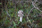 Coprinopsis picacea image