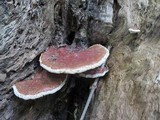 Ganoderma sessile image