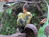 Gastroboletus turbinatus image