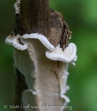 Byssomerulius corium image