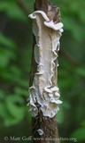 Byssomerulius corium image
