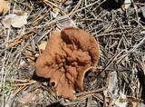 Discina ancilis image