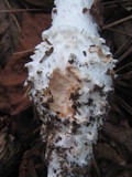 Amanita cokeri image