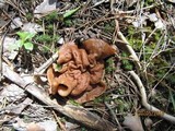 Discina ancilis image