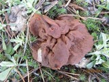Discina ancilis image