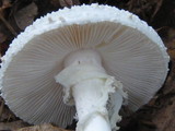 Amanita cokeri image