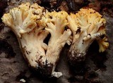 Ramaria rubricarnata var. verna image