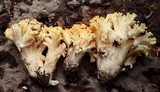 Ramaria rubricarnata var. verna image
