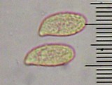 Ramaria rubricarnata var. verna image