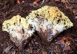 Ramaria rasilispora var. rasilispora image