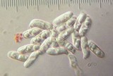 Ramaria rasilispora var. rasilispora image