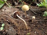 Agrocybe splendida image
