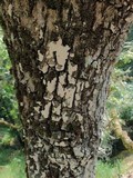 Dendrothele candida image