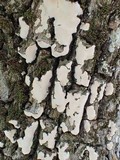Dendrothele candida image