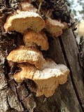 Antrodia malicola image