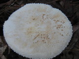 Amanita rhopalopus image