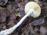 Amanita rhopalopus image